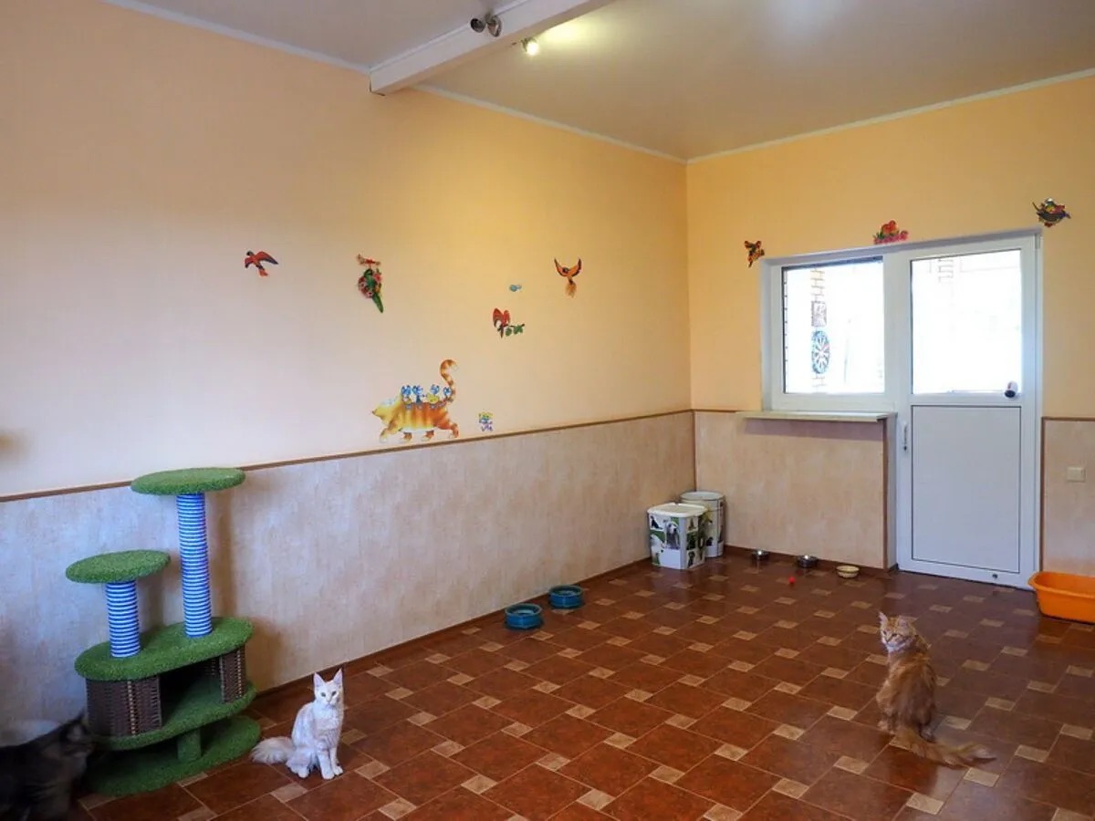 Комната для кошек.