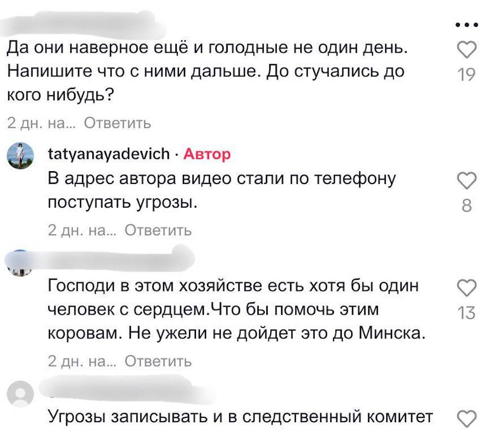 Скриншот комментариев под видео в TikTok с коровами на ферме в Березовском районе.