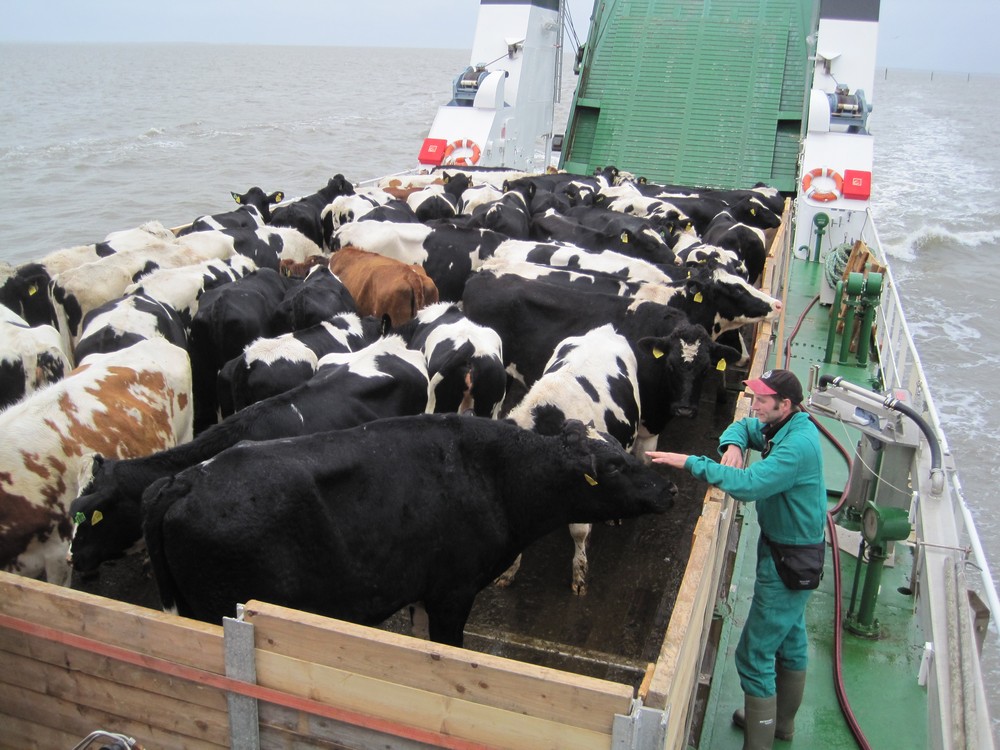 Коровы на острове Вангероге. Фото: teetied-ostfriesland.de