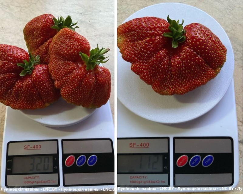 Клубника, которая выросла на плантации жительницы агрогородка Дворец. Май 2024 года. Фото: lnc.by