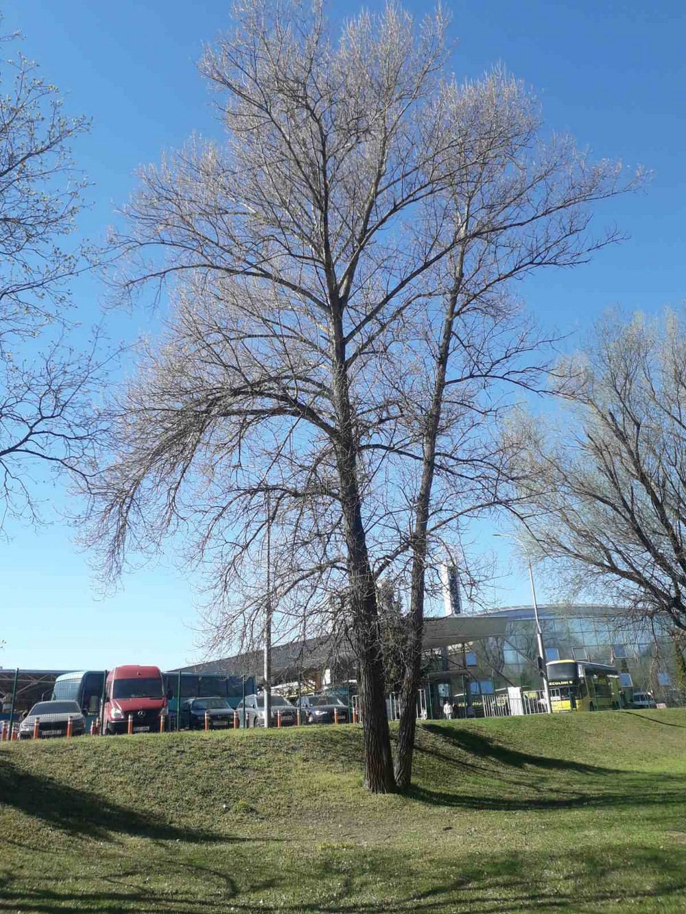 Одно из деревьев, которое хотят спилить (кронировать). Фото с сайта госзакупок