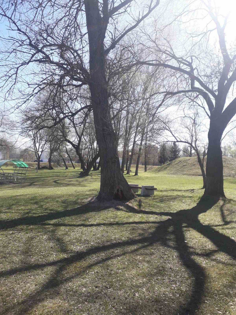 Одно из деревьев, которое хотят спилить (кронировать). Фото с сайта госзакупок