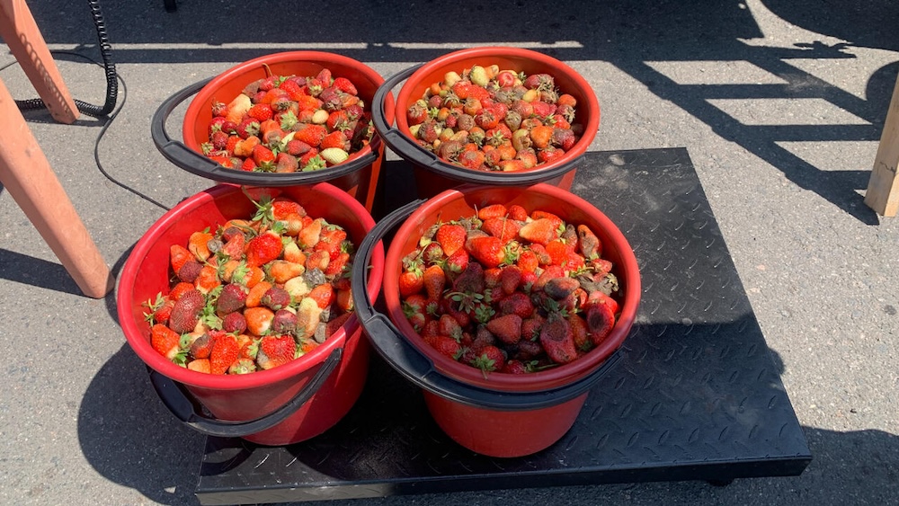 Ведра с клубникой в деревне Дворец в Лунинце. Фото: myfin.by.