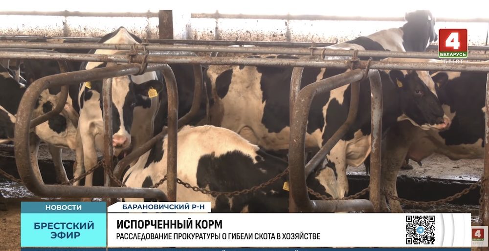 Коровы в стойле на ферме «Крошин» в Барановичском районе. 