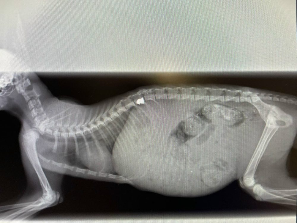 рэнтген коткі