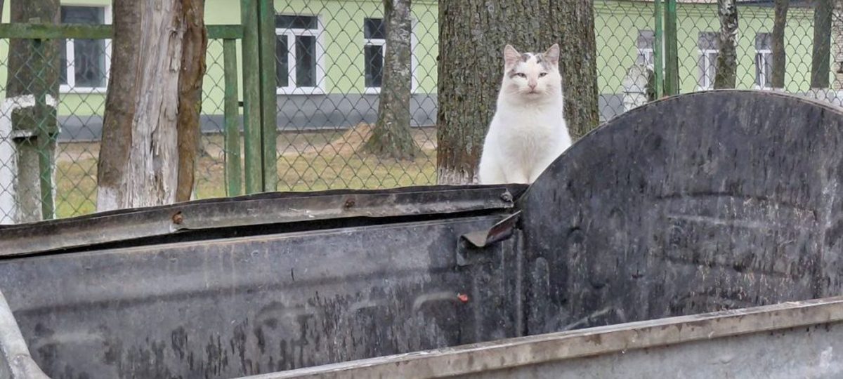 кот сидит на контейнерах для мусора
