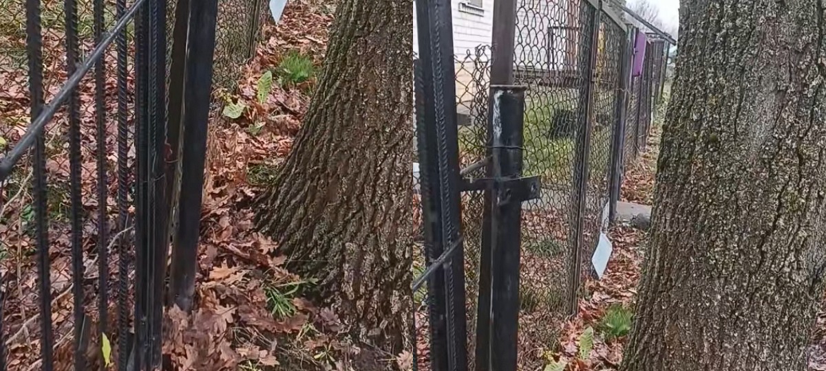 дерево стоит возле забора дома