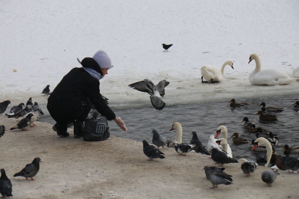 Женщина кормит лебедей на набережной Бреста. 