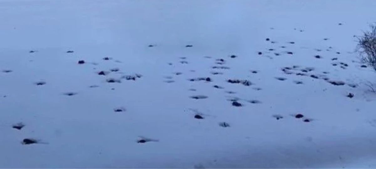 Летучие мыши, Брест