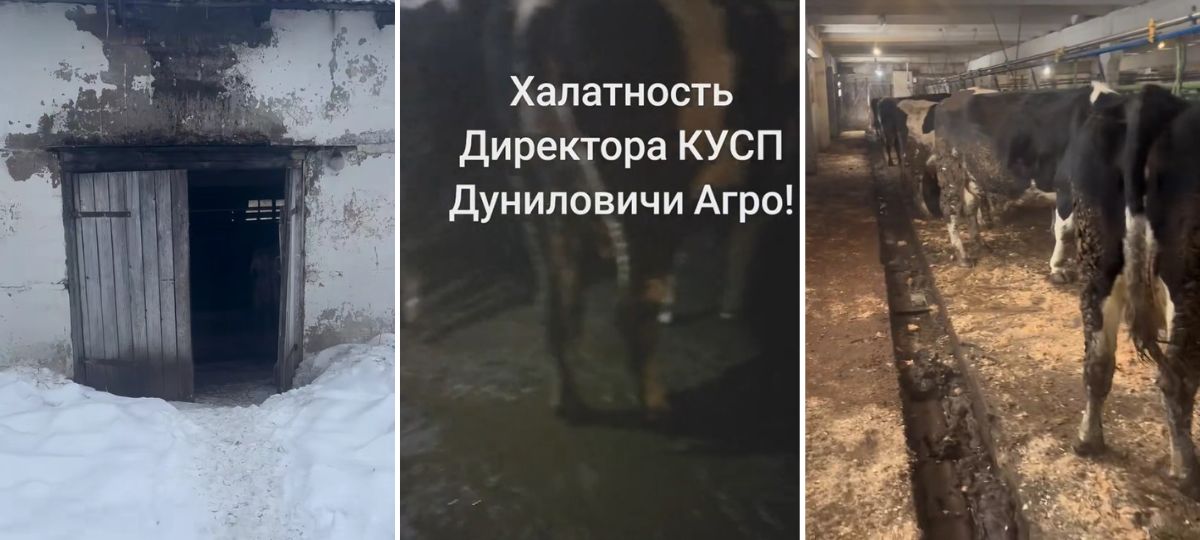 Коровы на ферме «Дуниловичи-АГРО». Коллаж BGmedia