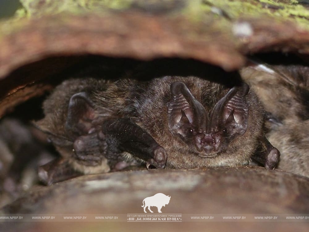 Летучие мыши в одном из убежищ в Брестской области