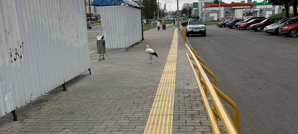 Аист в Гродно на конечной остановке транспорта на улице Дзержинского